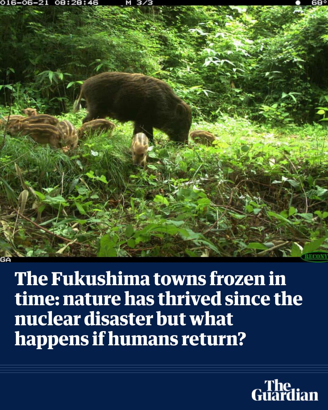 The Guardian - Fifteen years after a tsunami caused the Fukushima ...