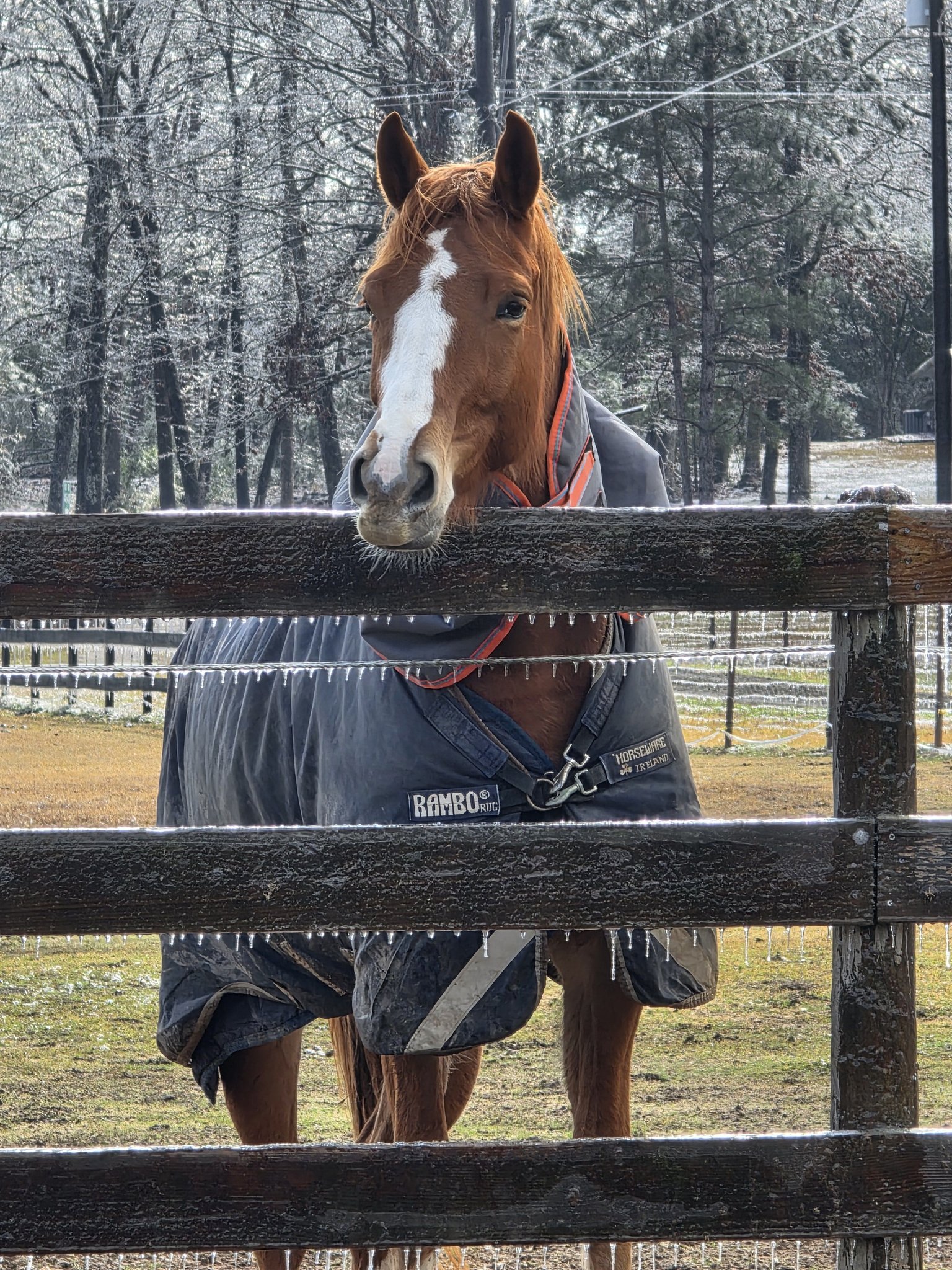 Native Rose Farm | Broaddus TX