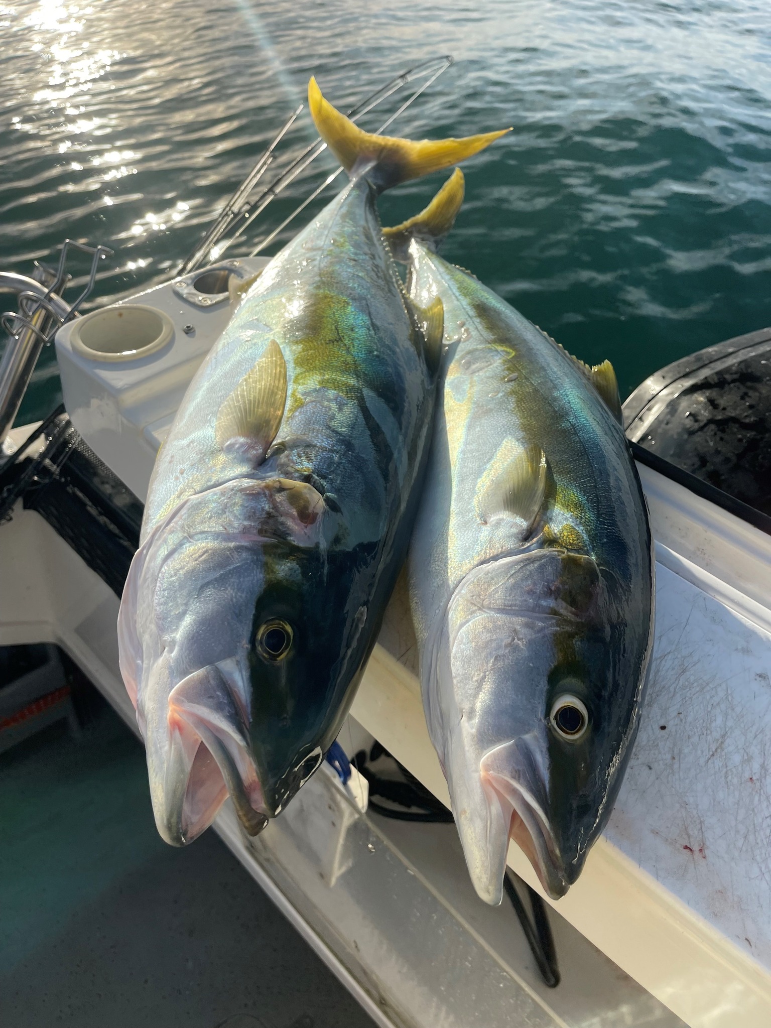 Fishing - ANGLER SUPPORT CONFIRMS KINGFISH BAG LIMIT CHANGE The rise of ...