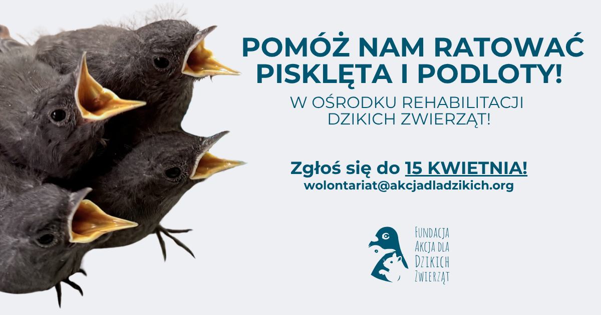 Wolontariat sezonowy - pomóż nam ratować pisklęta i podloty!