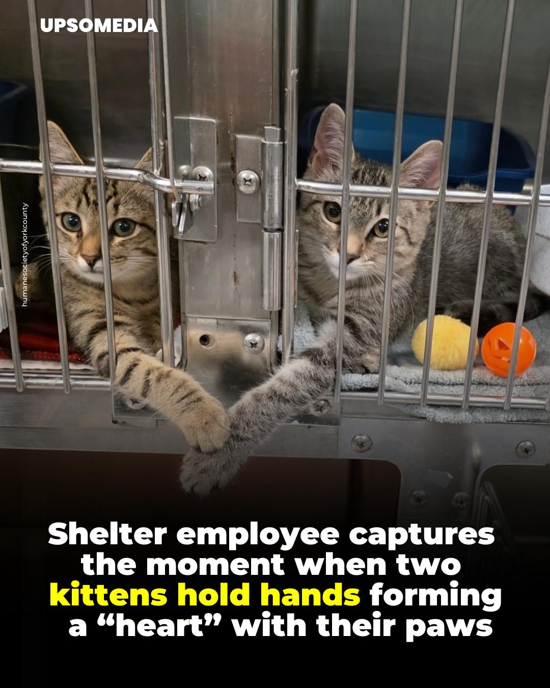 The Kiwi - Colleen, a 13-week-old tailless kitten, is one of the ...