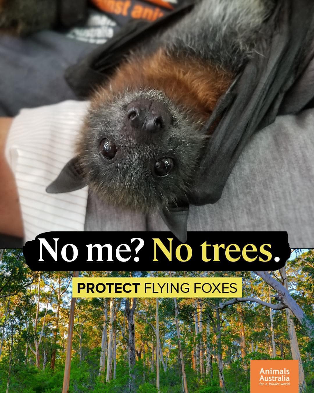 Moonshadow Flying Fox Rescue & Rehabilitation Centre