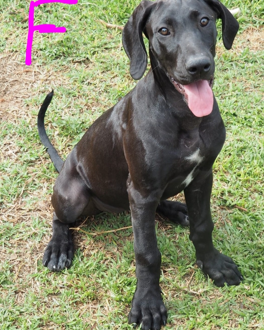 Rhodesian Ridgeback Rescue - South Africa - KwaZulu Natal Jackson ...