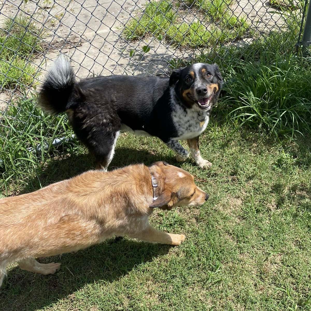 RC Kennels Grooming &amp; Daycare | Collinsville OK