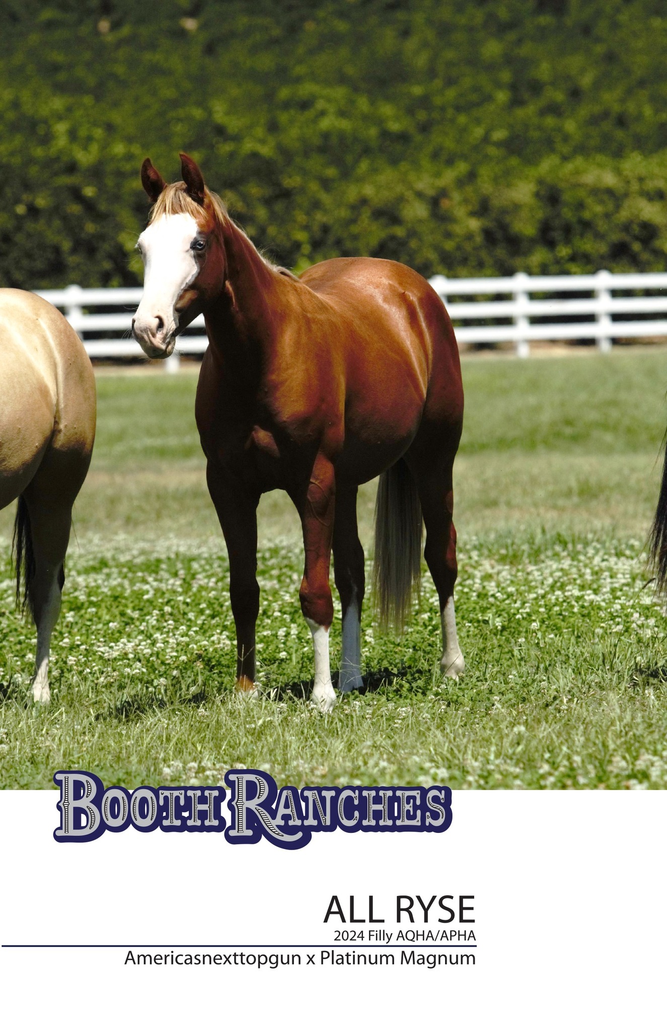 Booth Ranches - Horse Division | Sanger CA