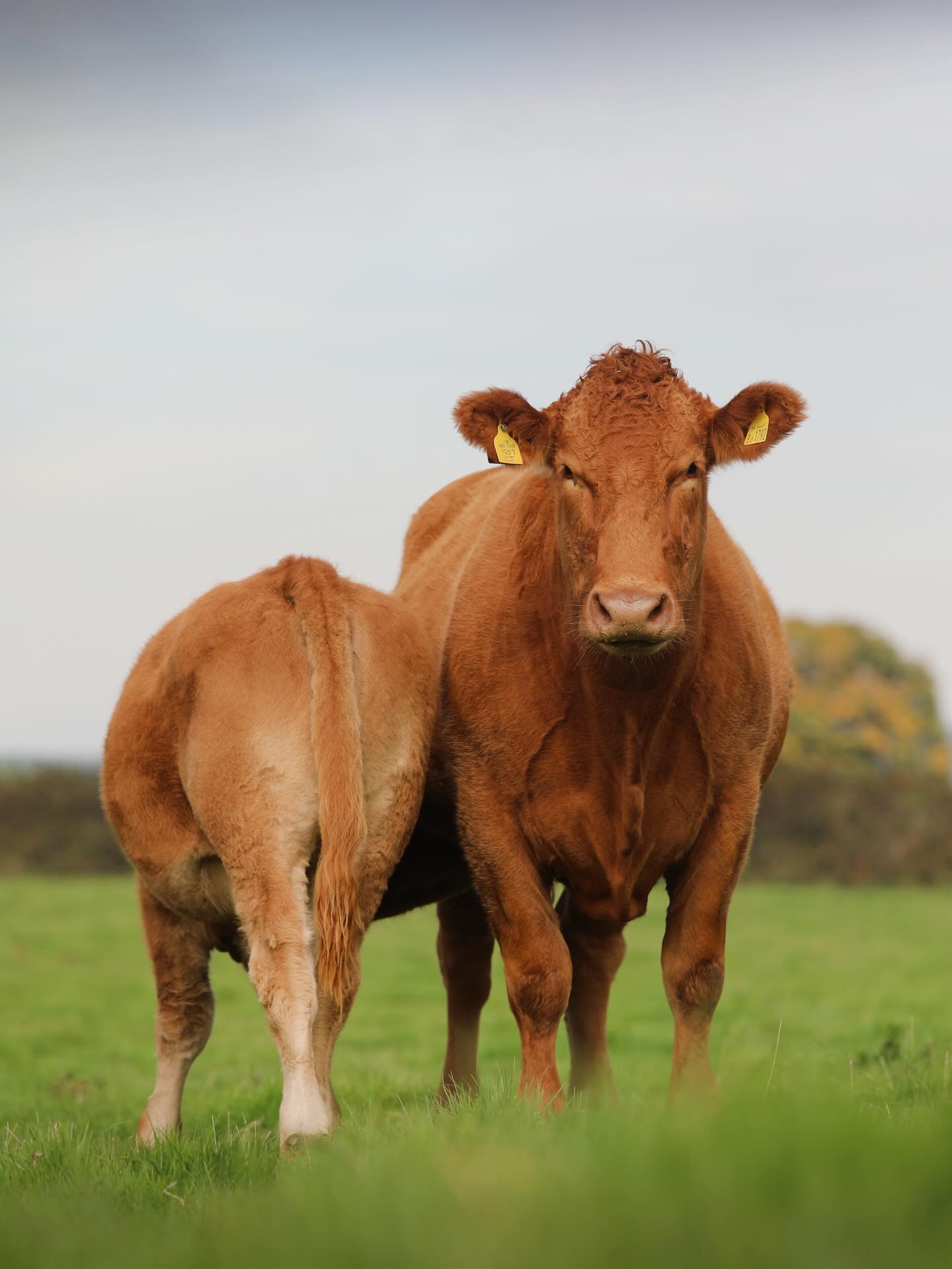 South - USP SPECIAL | Naturally Milky Mothers 🐄🍼 South Devon cows are ...