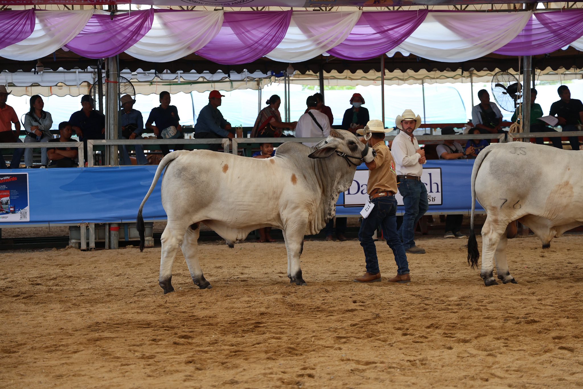 DG Ranch - Brahman &... - DG Ranch - Brahman & Beefmaster