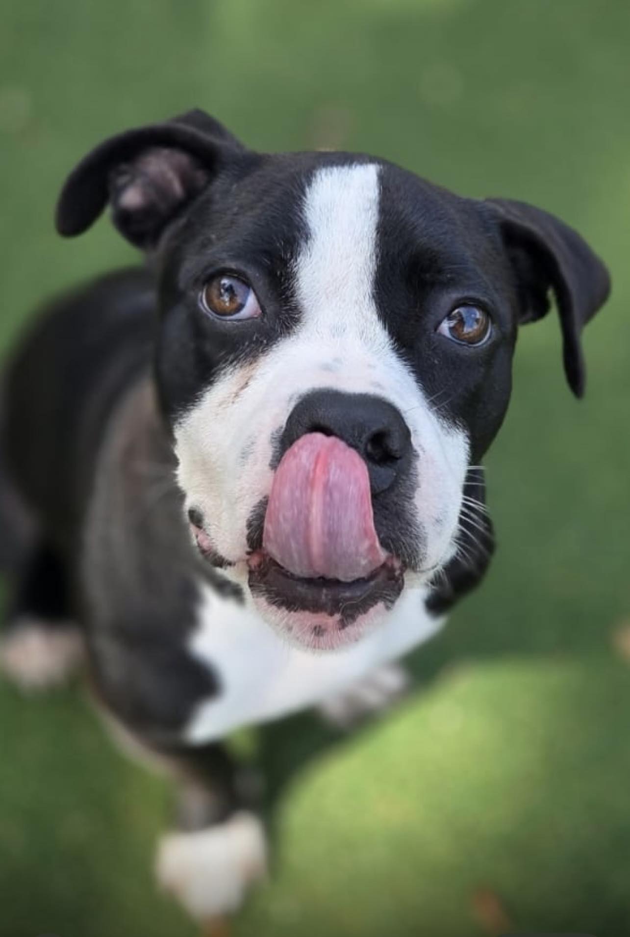 Diversity - 🐾 Meet Handsome Pudge! ( Garrett) is his name through the ...