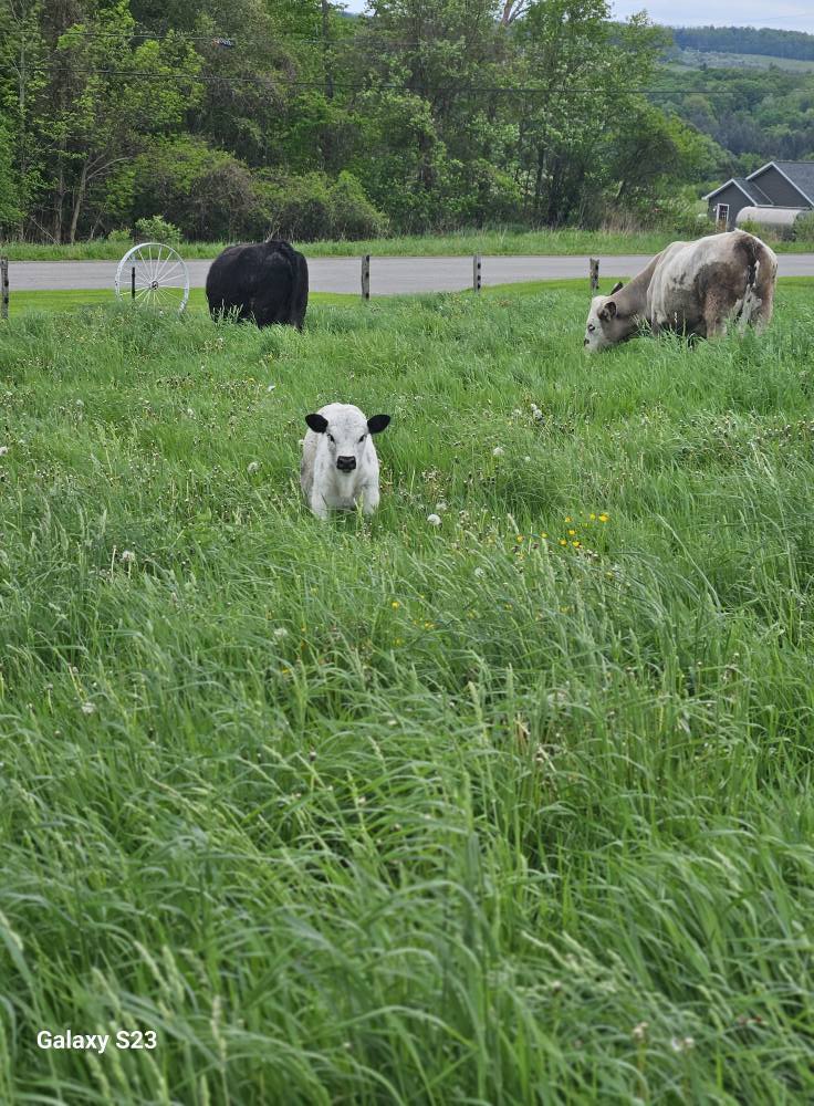 Windy Ridge Farm