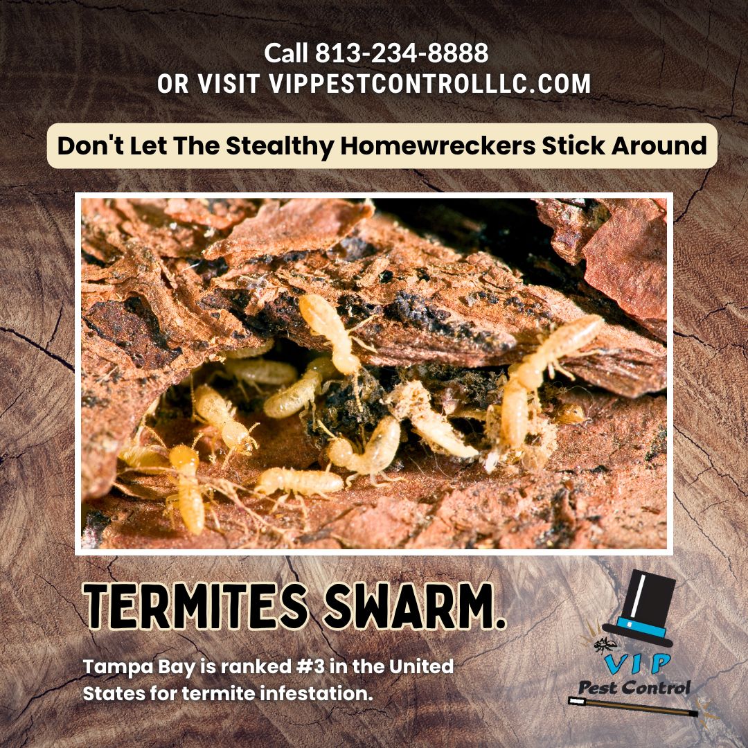 VIP Pest Control | Lutz FL