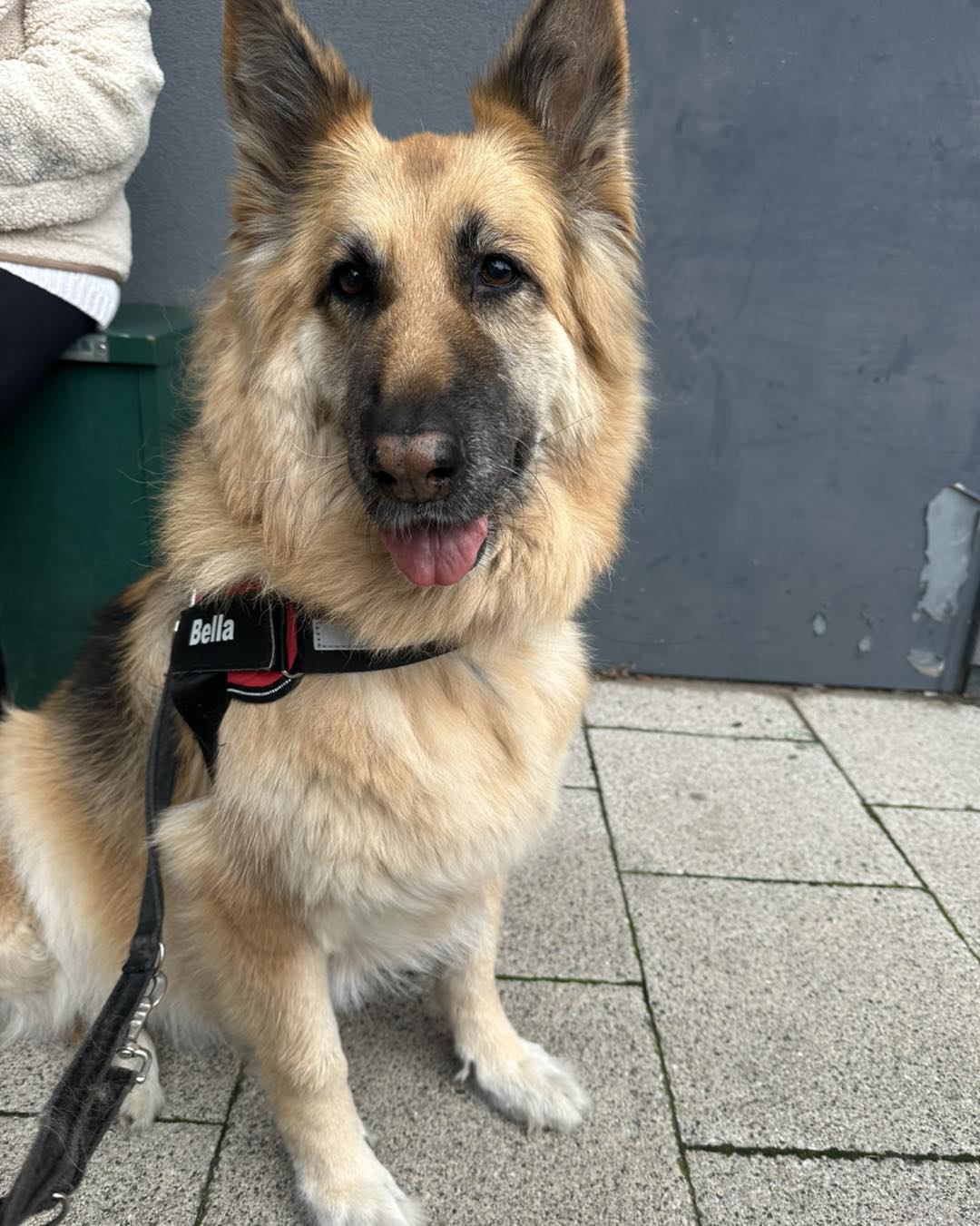 Come - Meet Bella, the ten years young German Shepard - we walk her ...