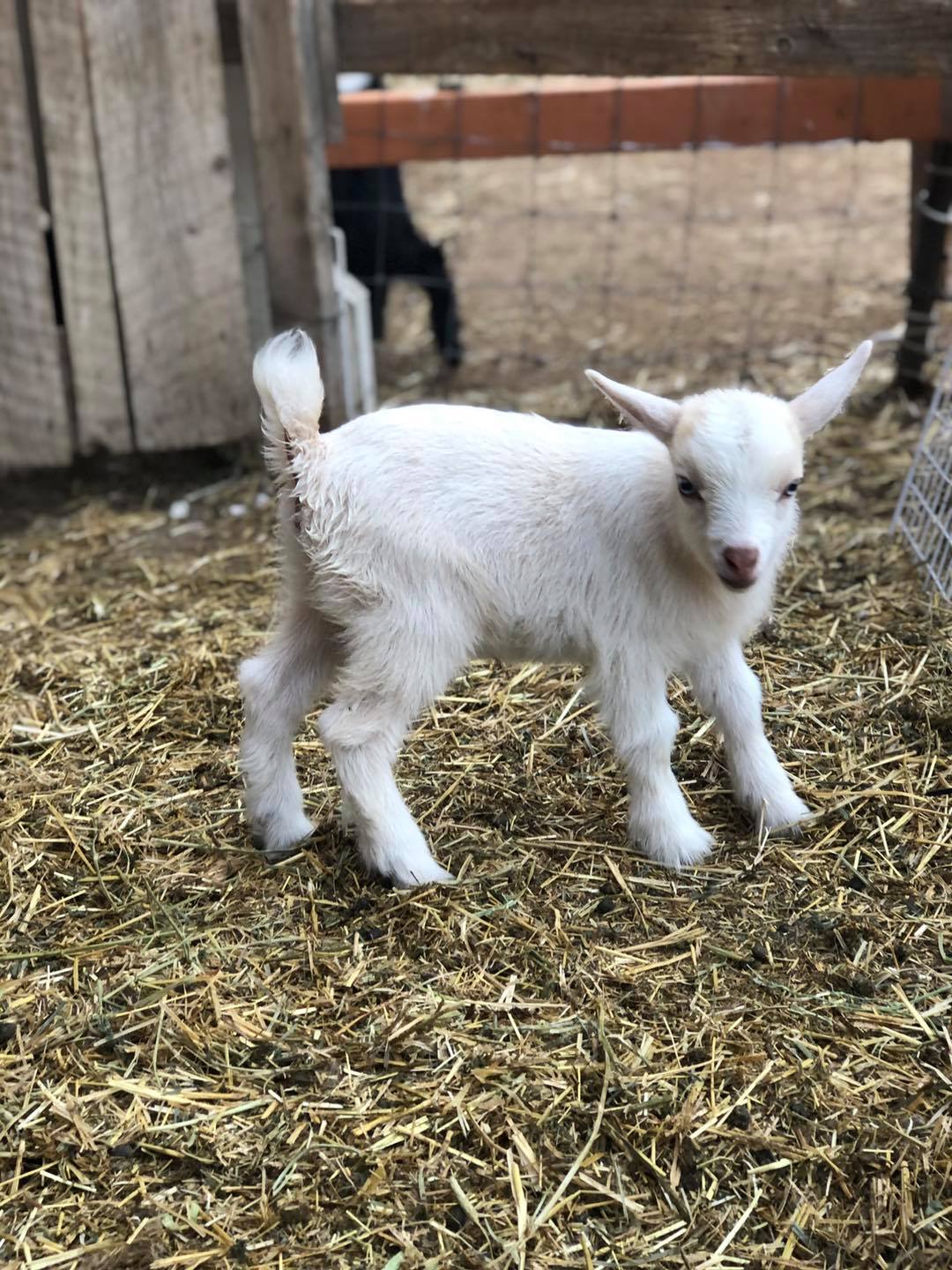 Backfield Farm - For some reason this didn’t post last...