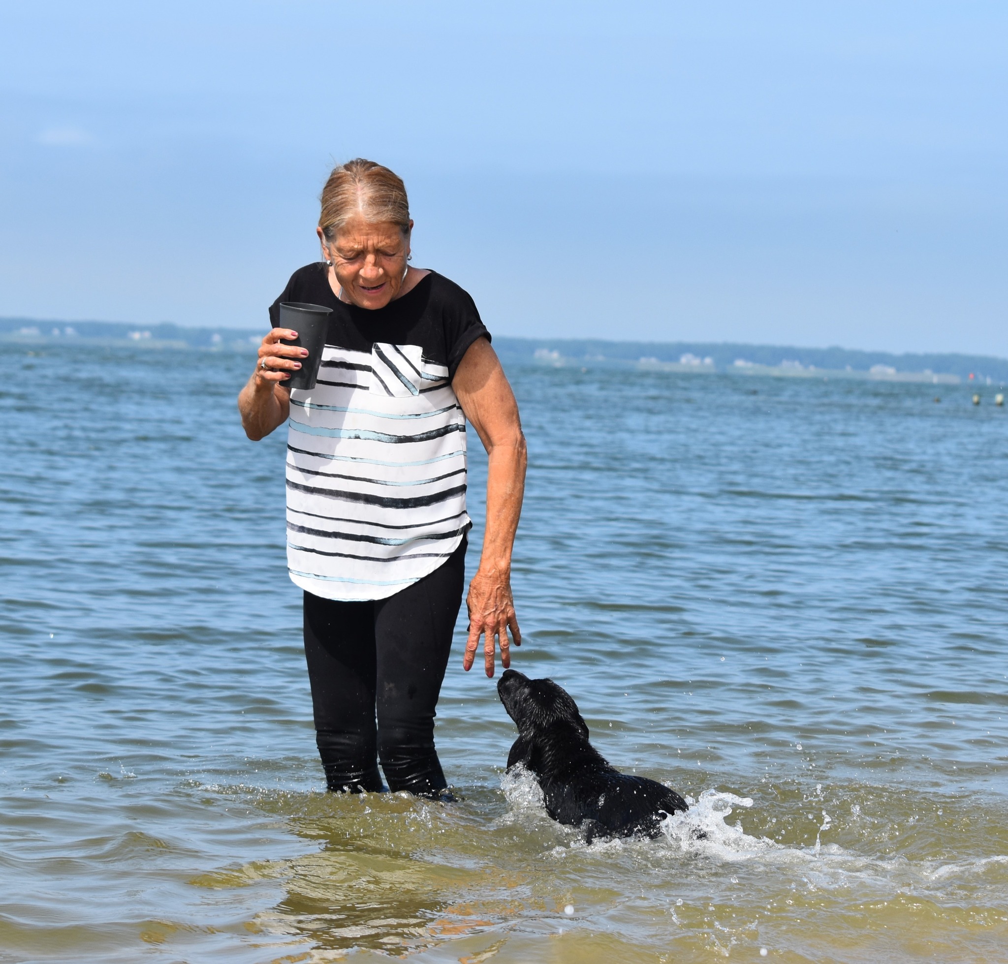 Blue Ridge Lane... - Blue Ridge Lane Labrador Retrievers