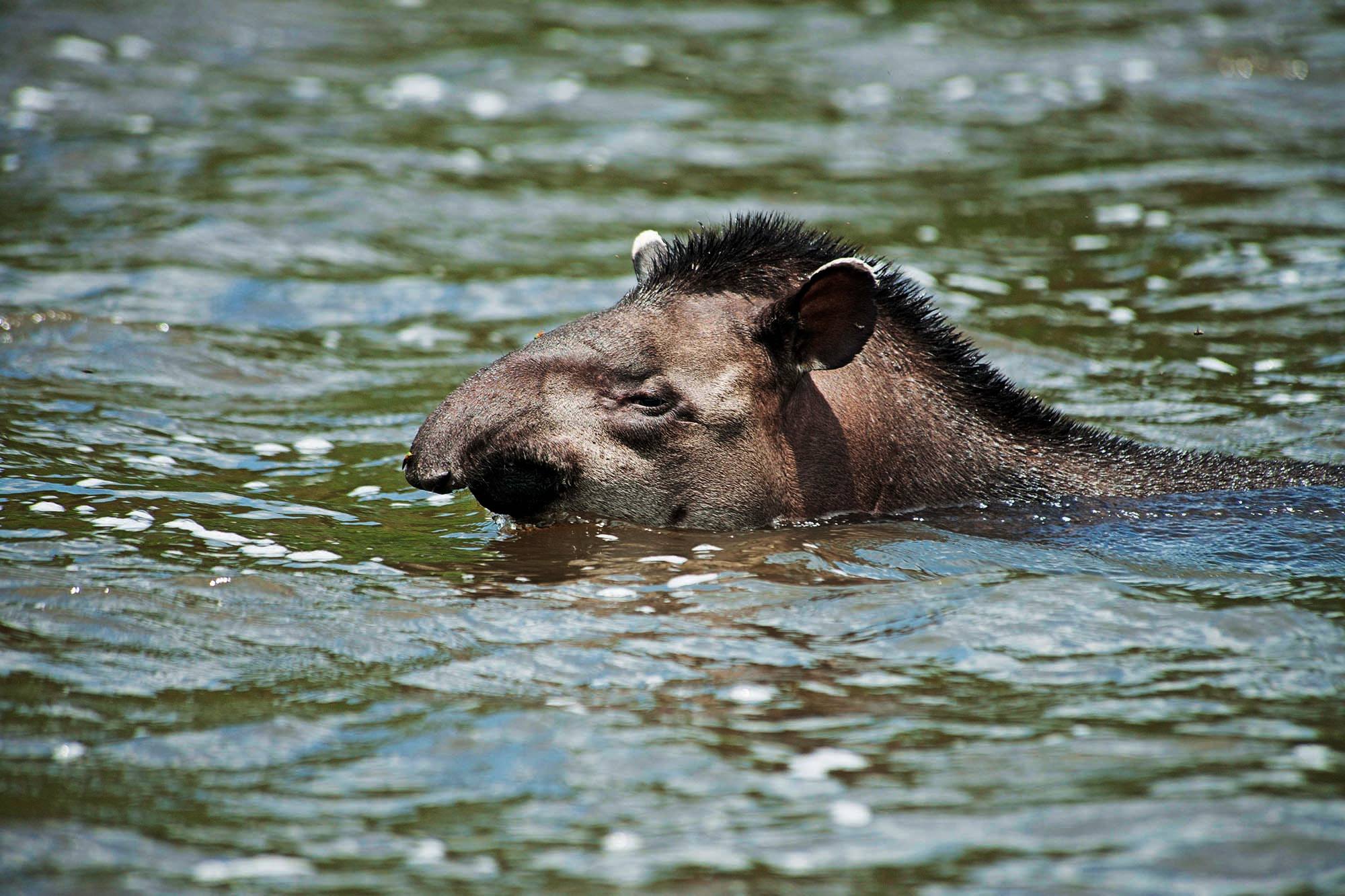 Conservamos por Naturaleza - #Aprende Una sachavaca o tapir amazónico ...