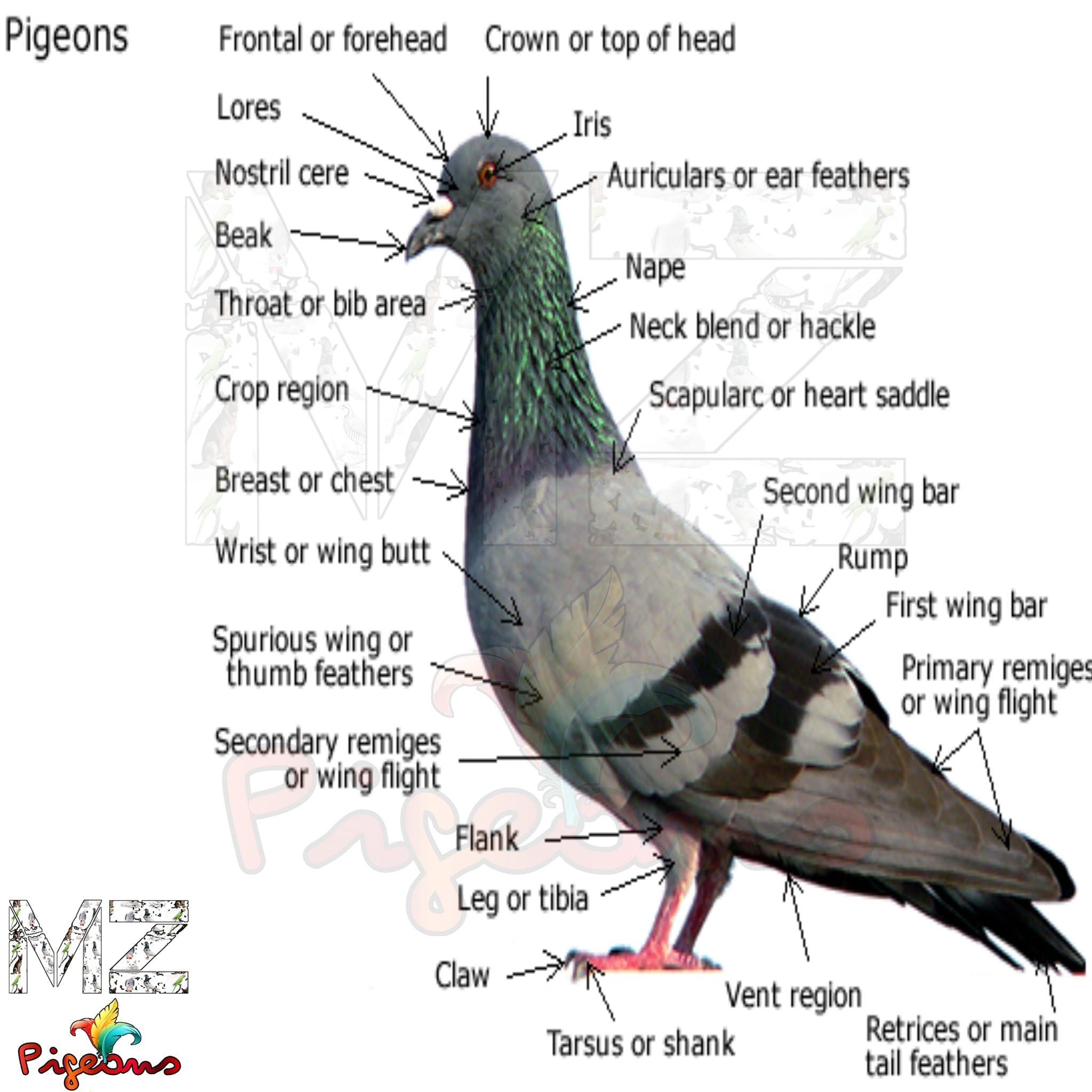 MZ Pigeons