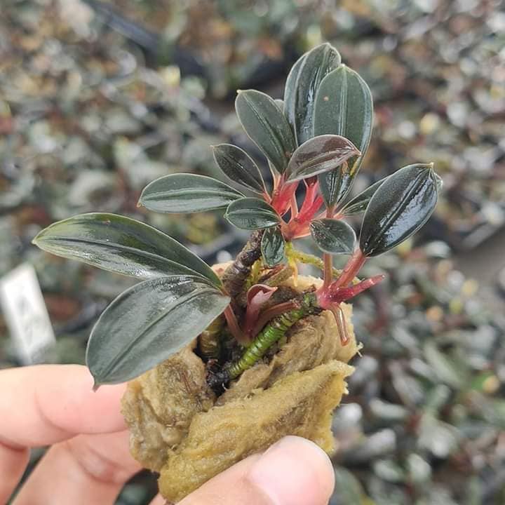 Rare Pink Lady Bucephalandra plant