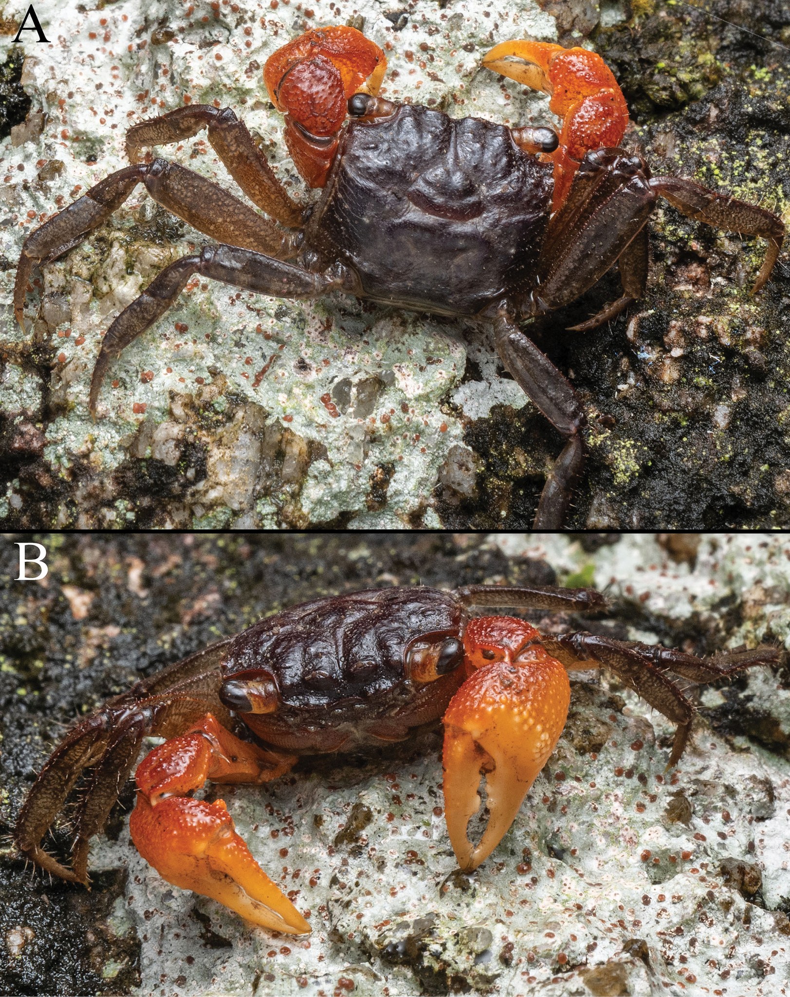 Look at this semiterrestrial freshwater crab! 𝘎𝘦𝘰𝘴𝘦𝘴𝘢𝘳𝘮𝘢