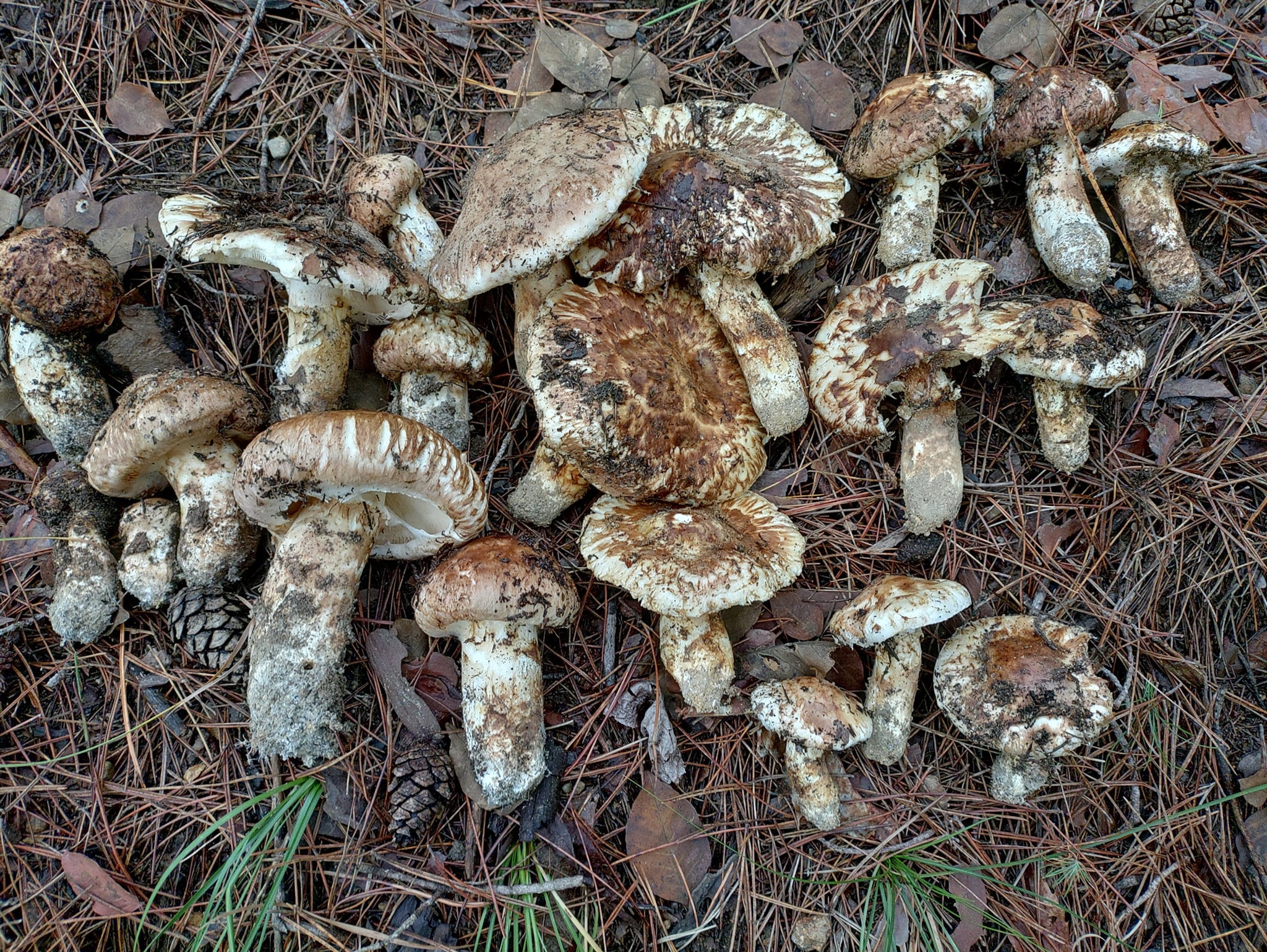 北海道松茸本日採れ | ヤマダウェブコム