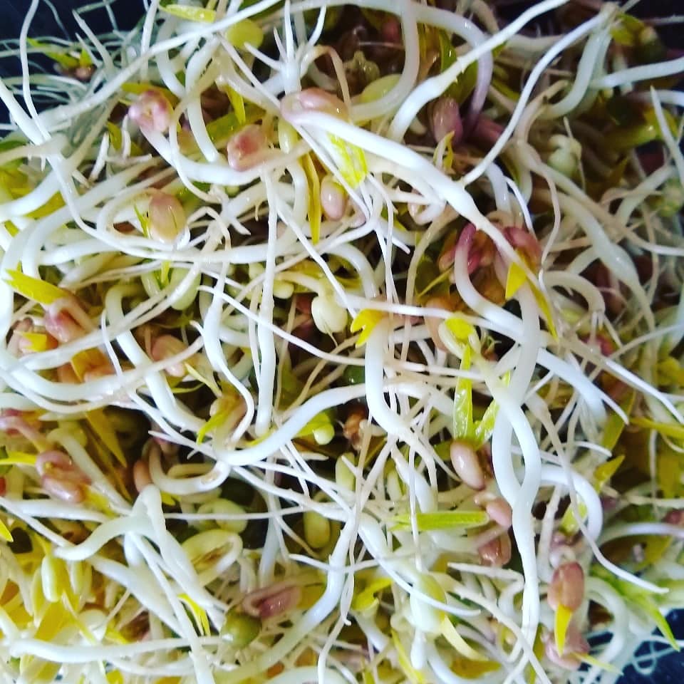 🌱 COMER SEMILLAS GERMINADAS ES... - Brotes del Valle