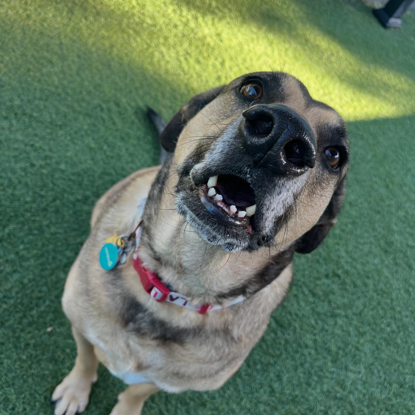 Spring Creek Kennel &... - Spring Creek Kennel & Cattery