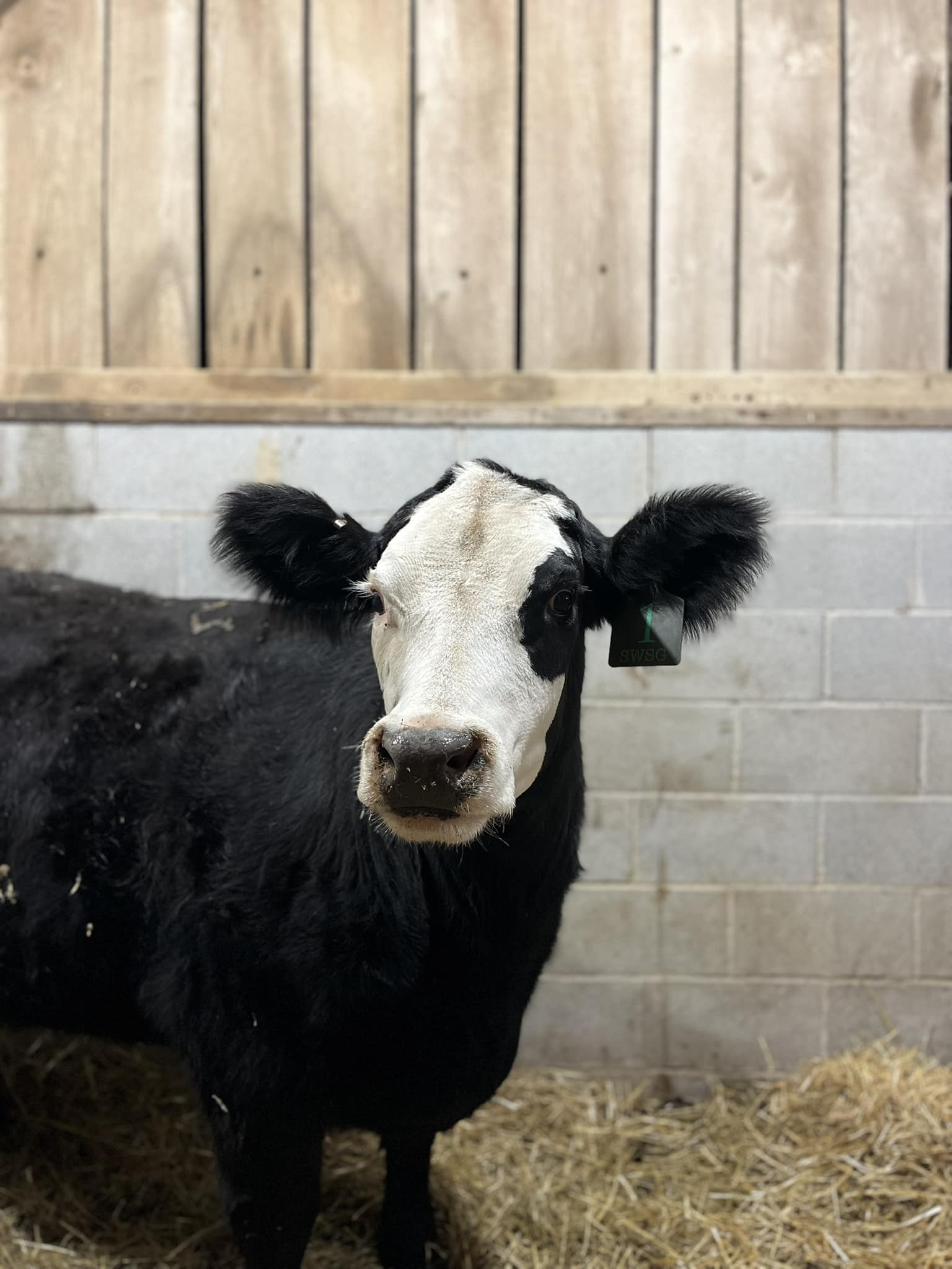 Haddix - Meet our new Momma Cow, Journee!!! | Facebook