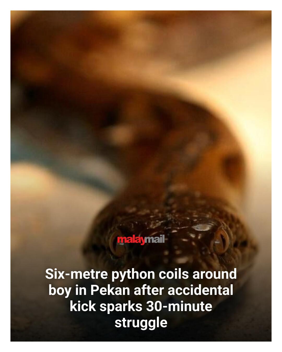 Malay - Boy, 10, survives python attack after 30-minute struggle in ...