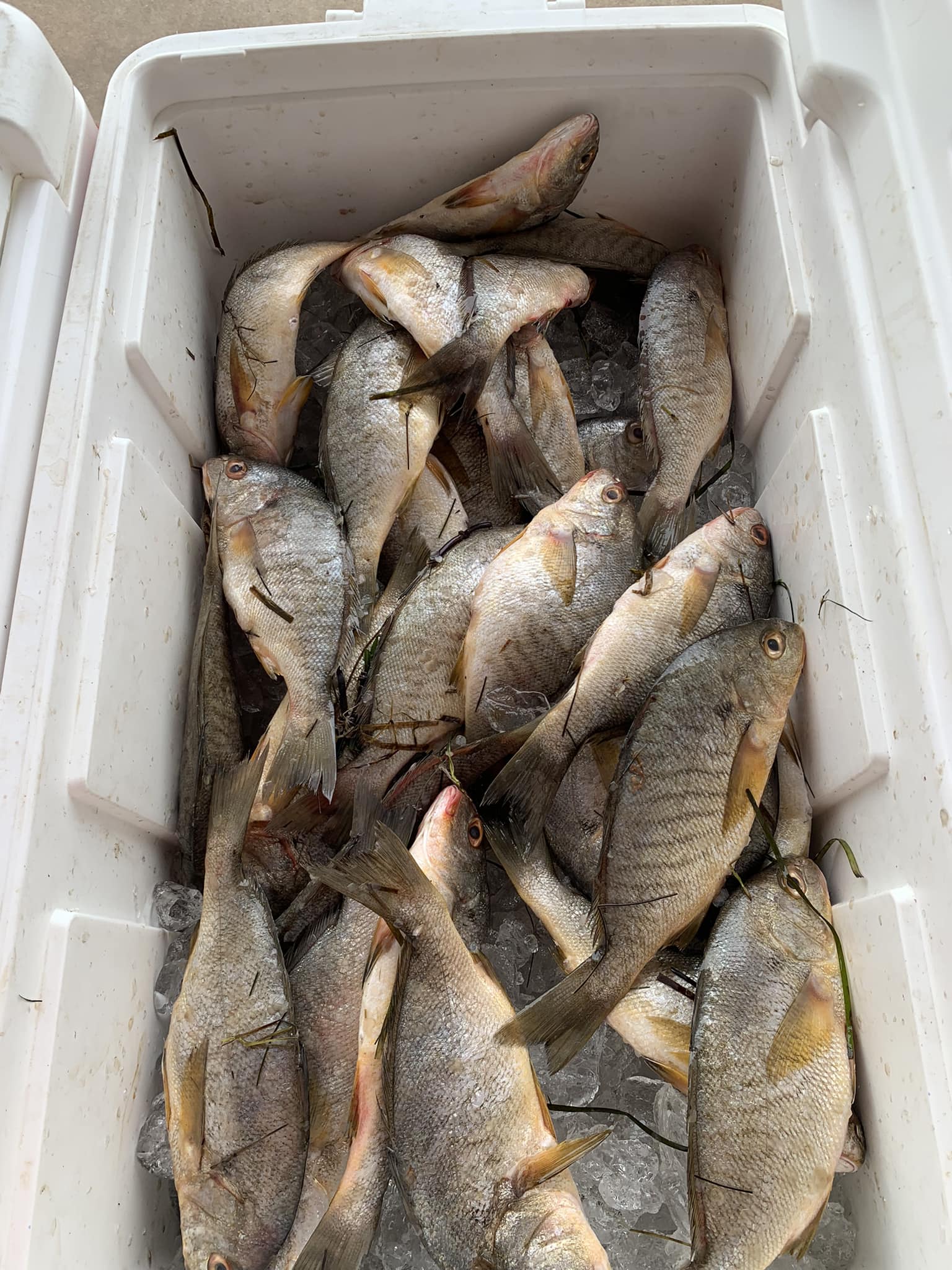 50 pound box of fish Meal (50 lb) box will protect your fresh or frozen perishables for safe transport 50 lb tuna - Picture