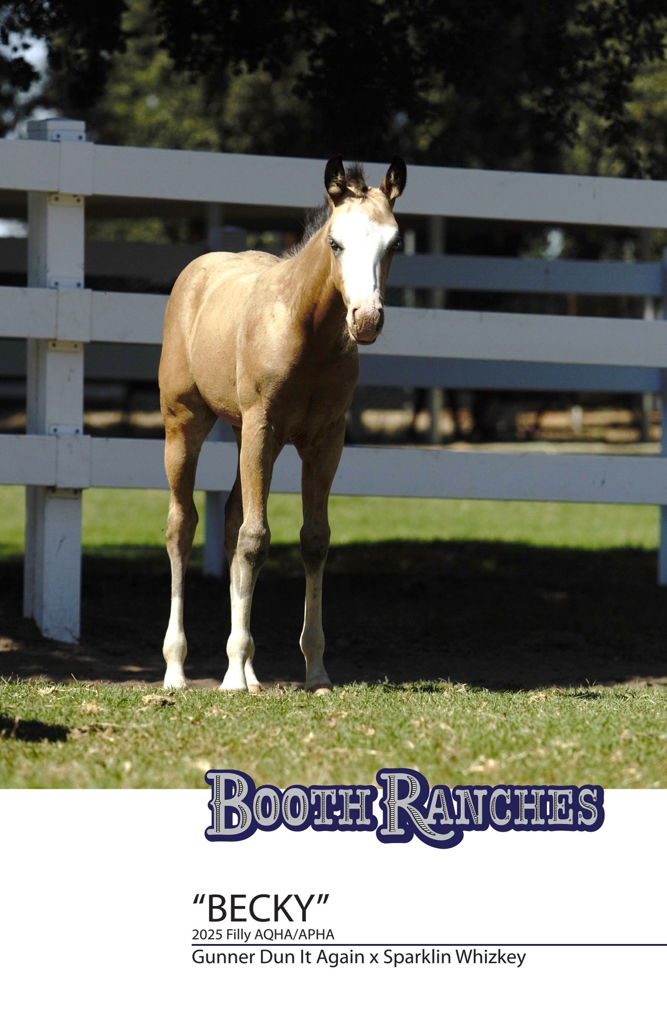 Booth Ranches - Horse Division | Sanger CA