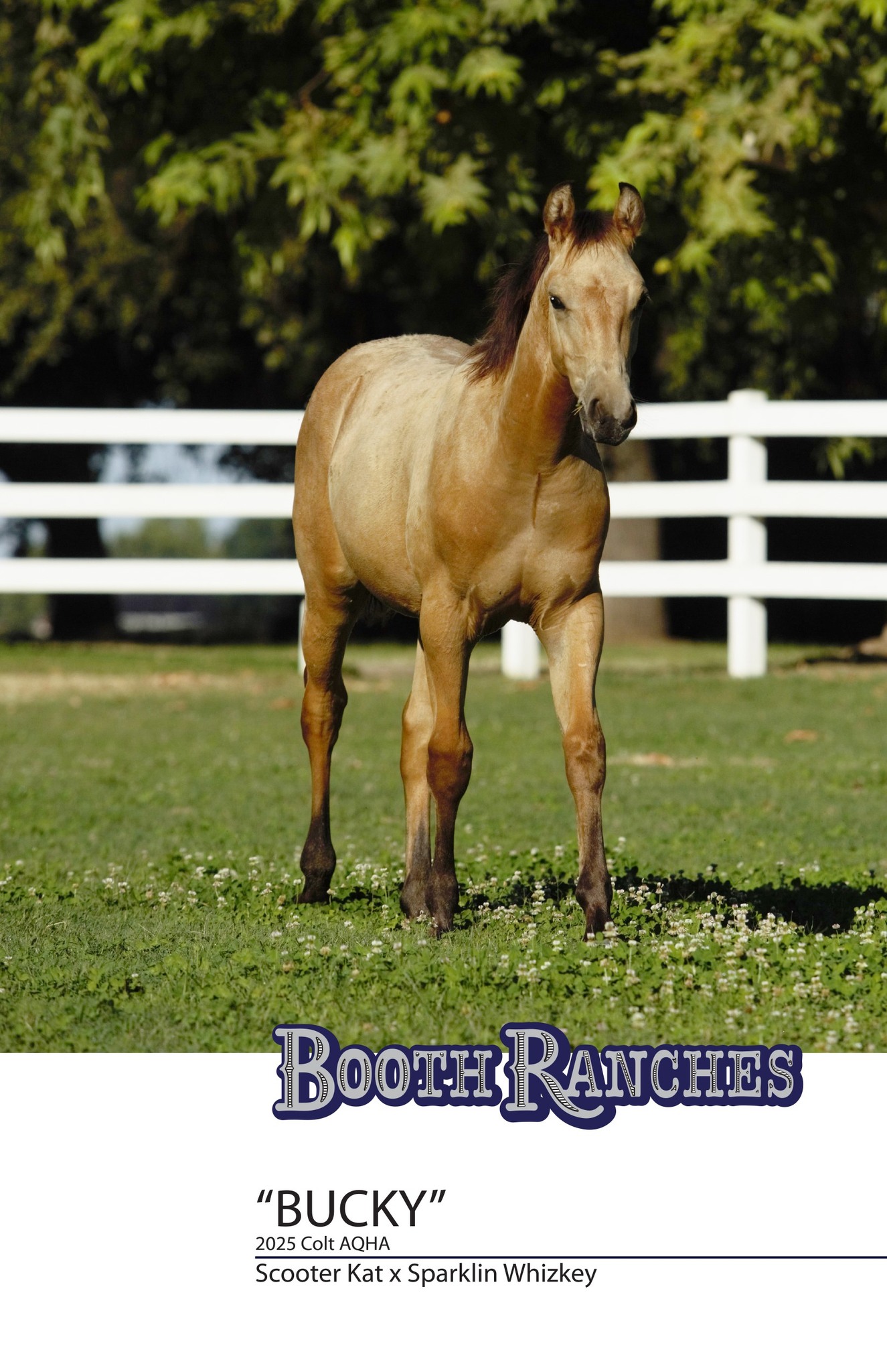 Booth Ranches - Horse Division | Sanger CA