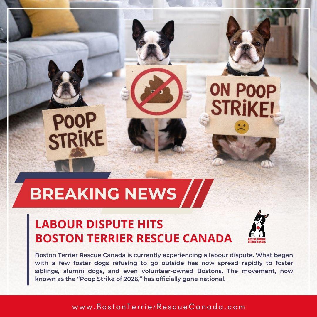 BOSTON TERRIER RESCUE... - BOSTON TERRIER RESCUE CANADA