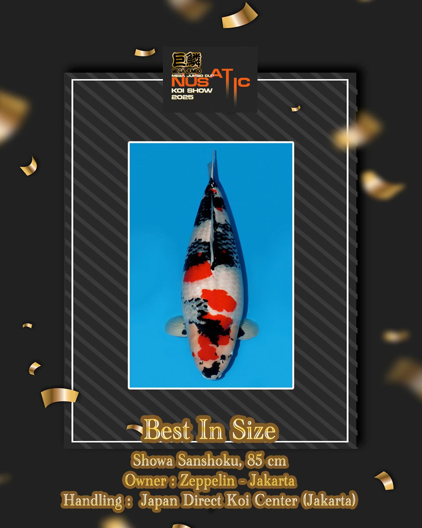 Japan - Big congratulations !! Mega Jumbo Cup Nusatic Koi Show 2025 # ...