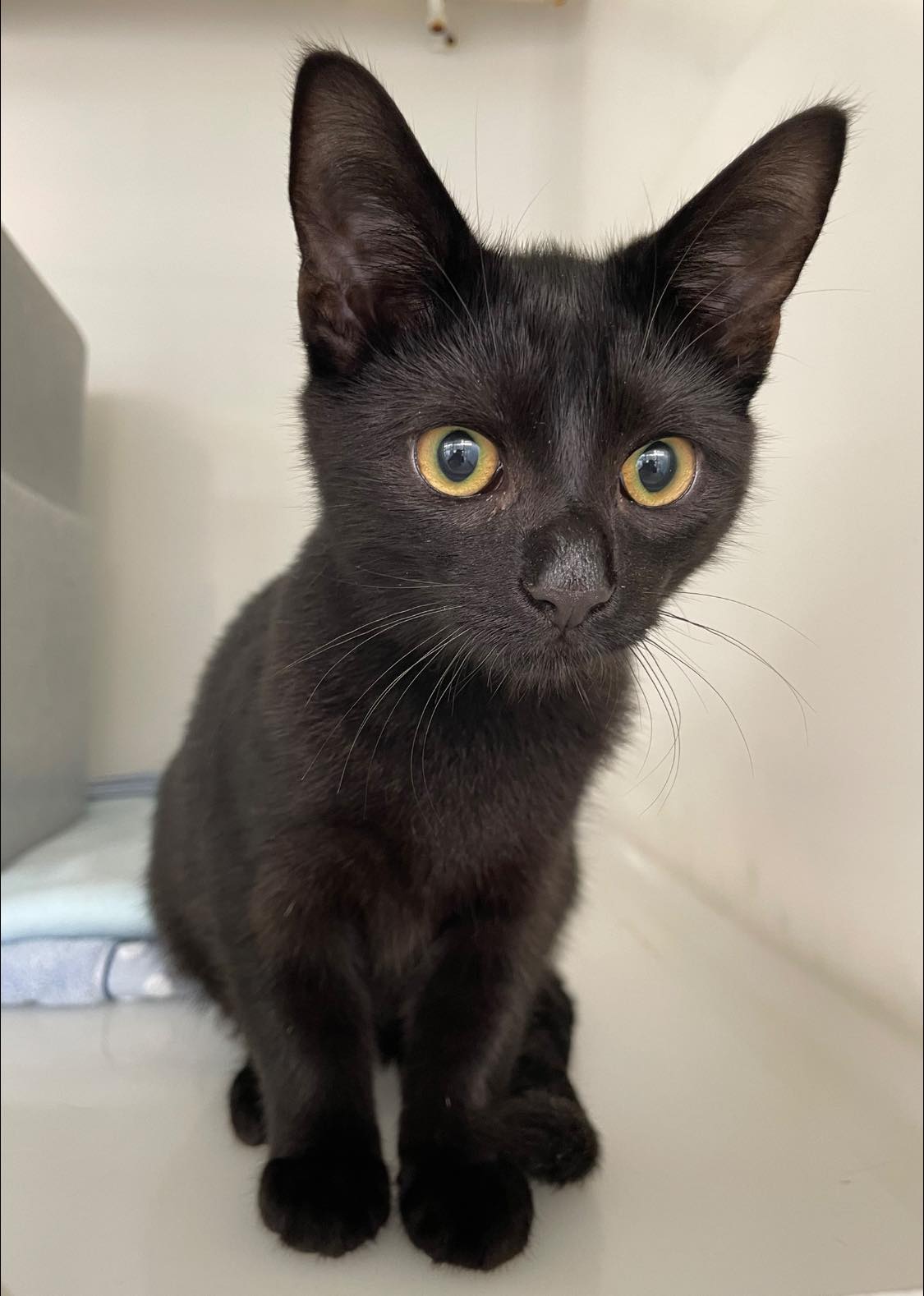 Mansfield Cat Centre | Mansfield