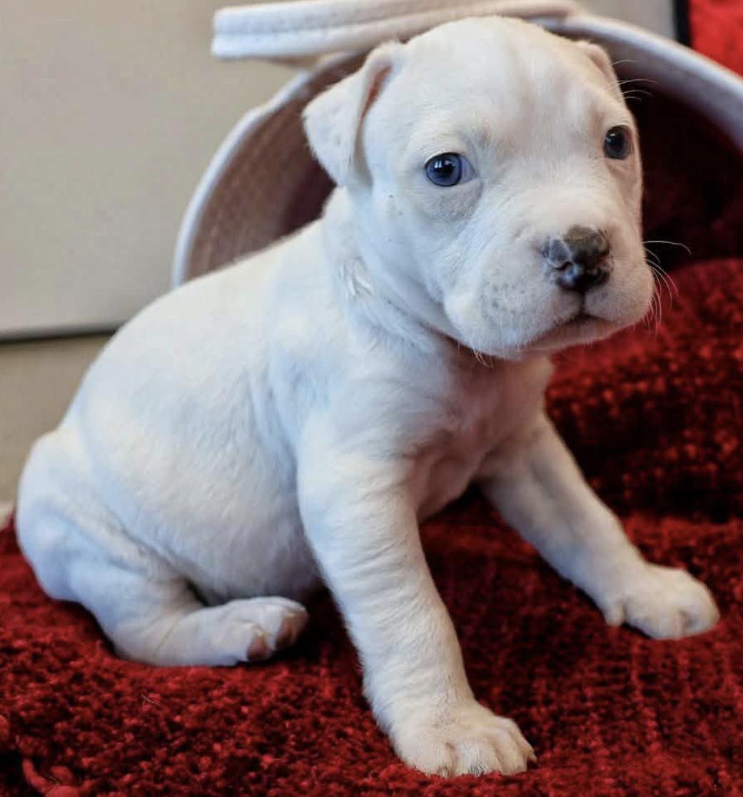 Peaceable - Meet PK’s latest all-star litter lineup, Santa’s Reindeer ...