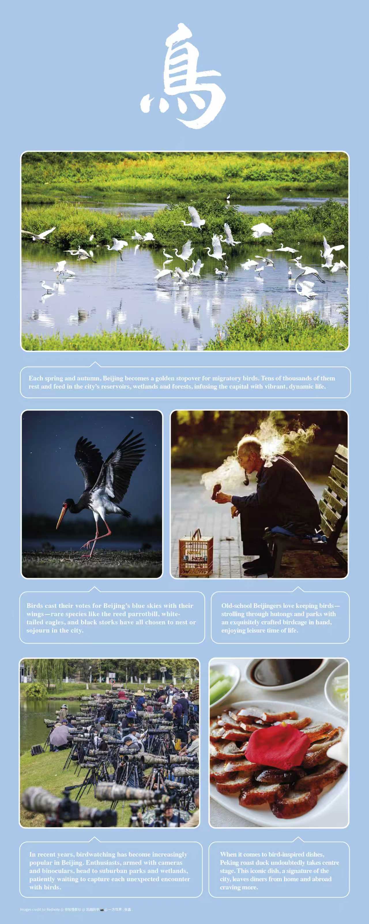 Stories - The Chinese character “鸟” (pronounced “niao,” meaning “birds ...