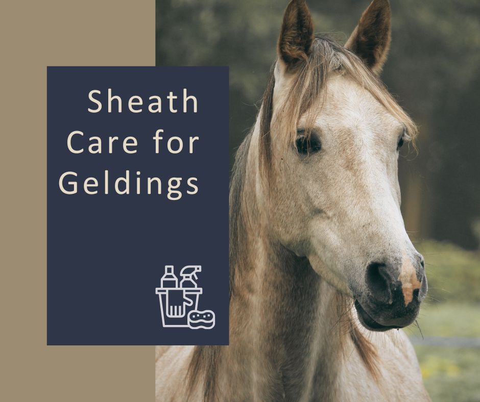 North - Sheath Care for Geldings The sheath is a large fold of skin ...