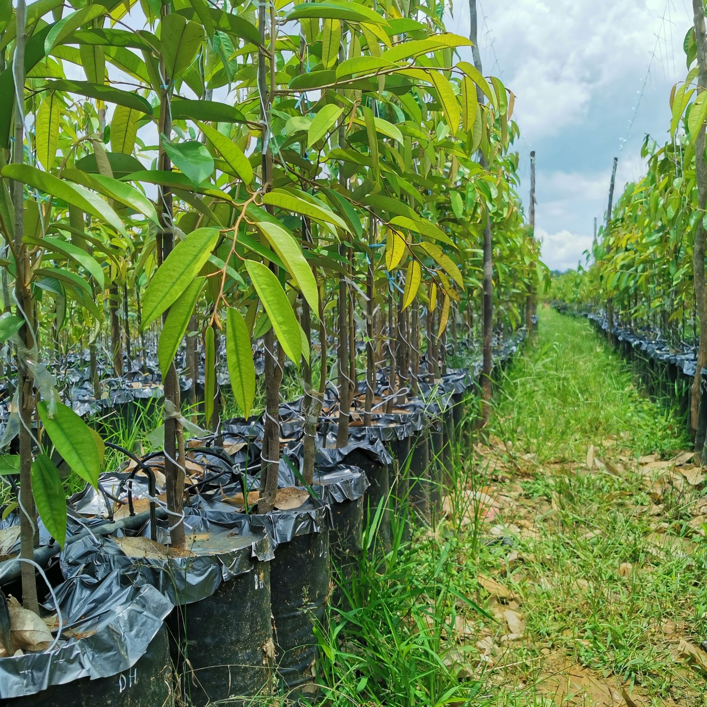 DAT Plantation Enterprise | Pasir Panjang