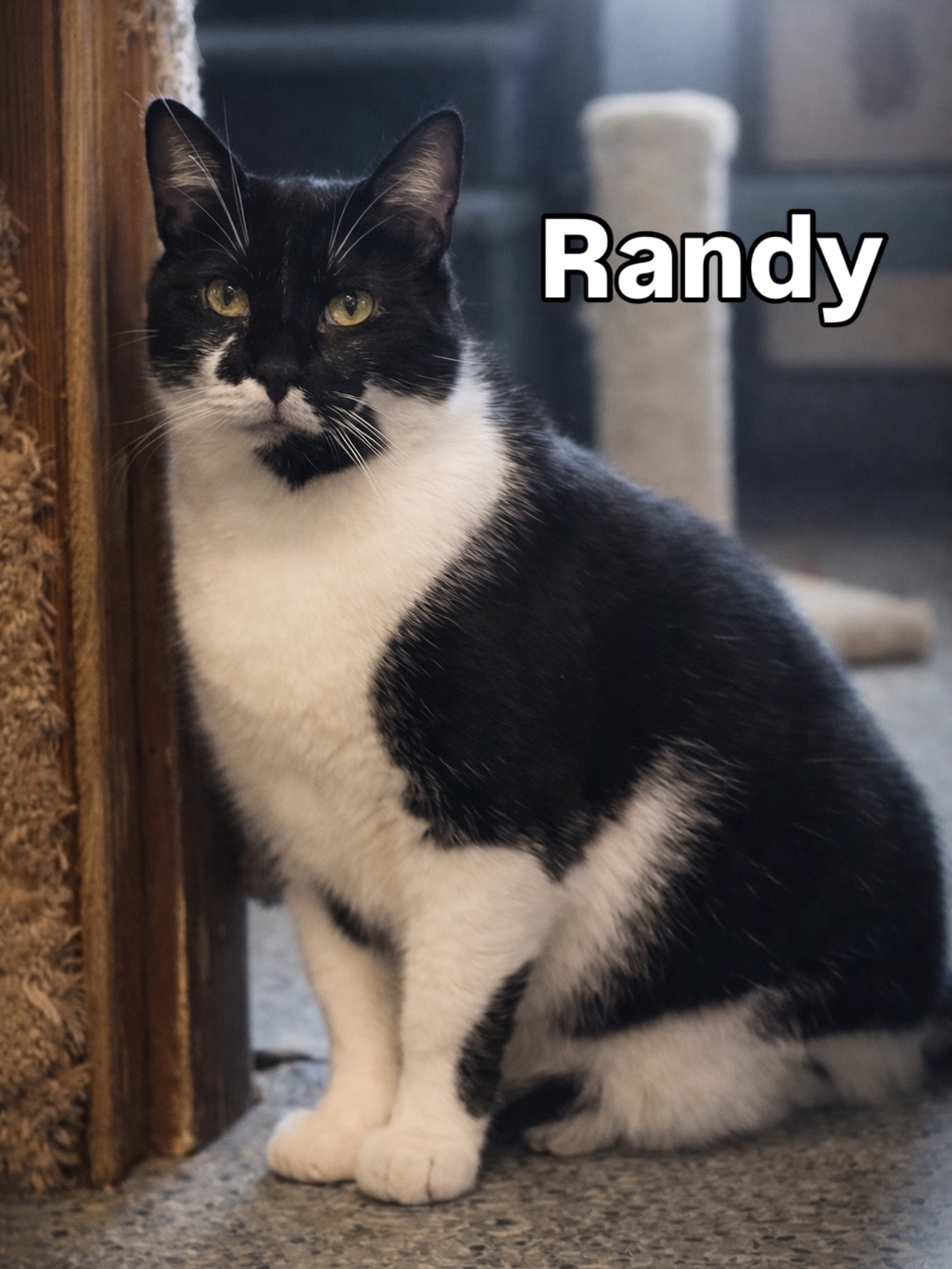 Hopewell - Randy is turning 5 in March, and he’s been with us since he ...
