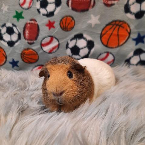 Photo inspiration: Visual Reference: Bunny Meet Lenny The Zoomer Lenny Is A 2 Year