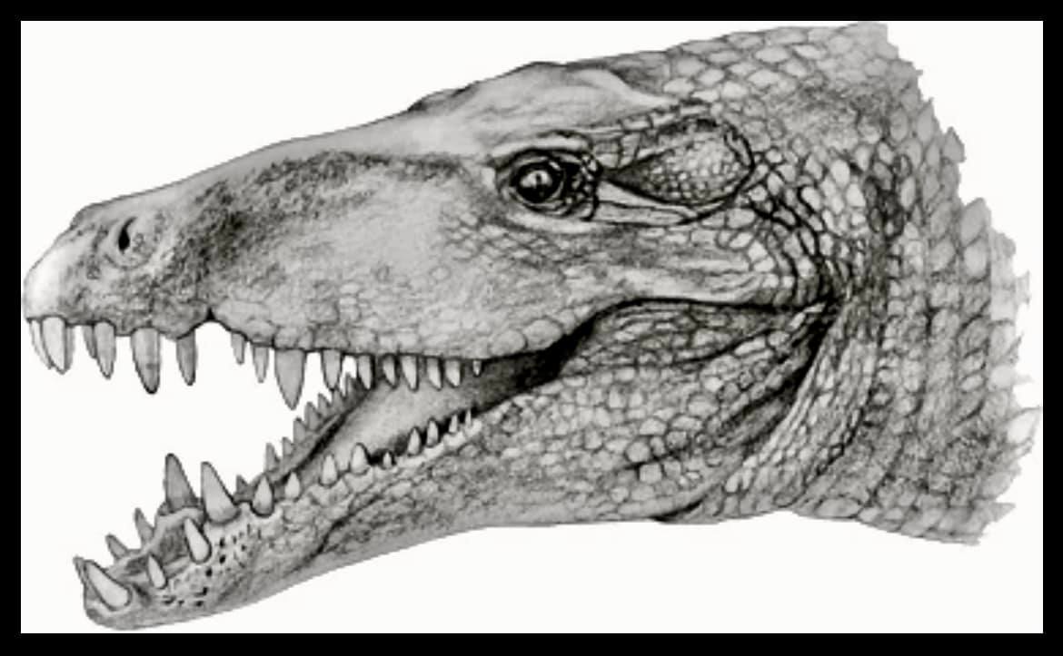 Palaeo Pictures - The choanal anatomy of the Sebecus... | Facebook