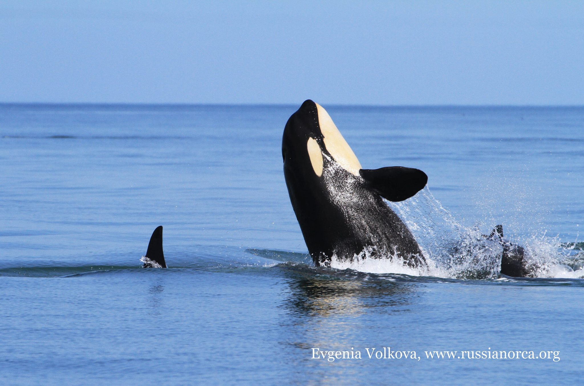 Happy Saturday! Here are some orca... - The Orca Project
