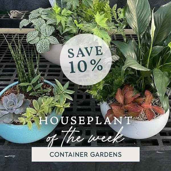 Bedford - This week’s houseplant of the week is our Custom Container ...
