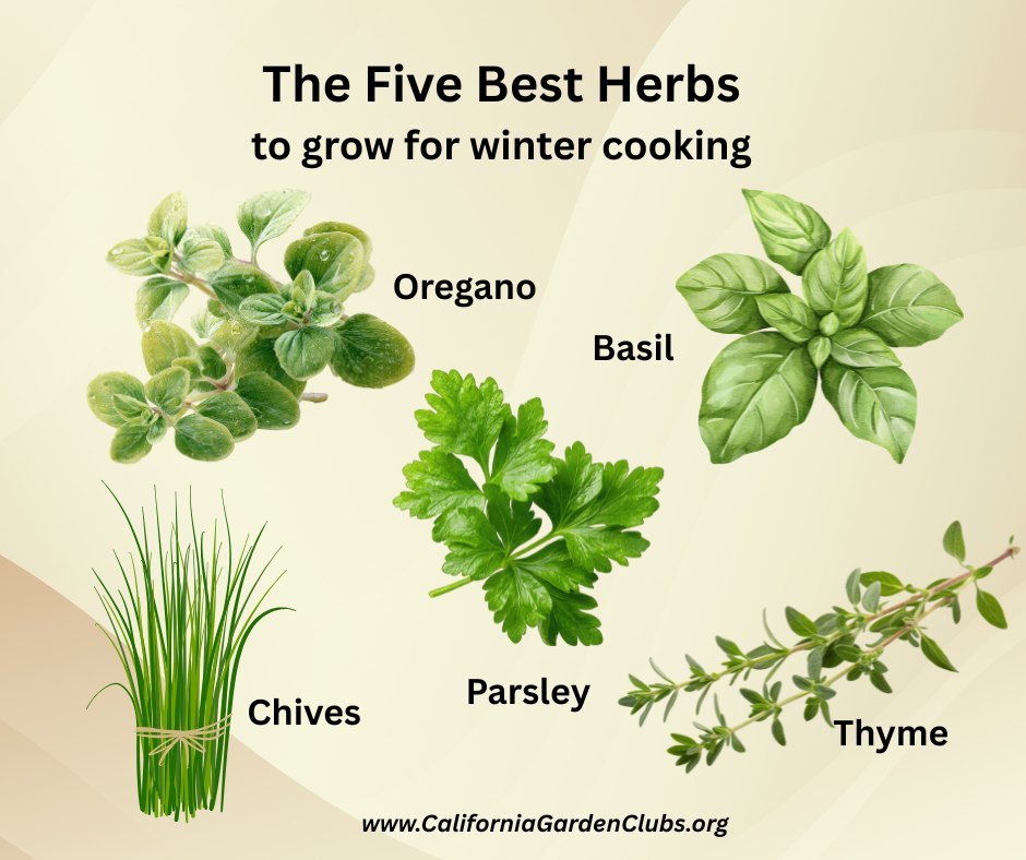 California - The five best herbs to grow for winter cooking are ...