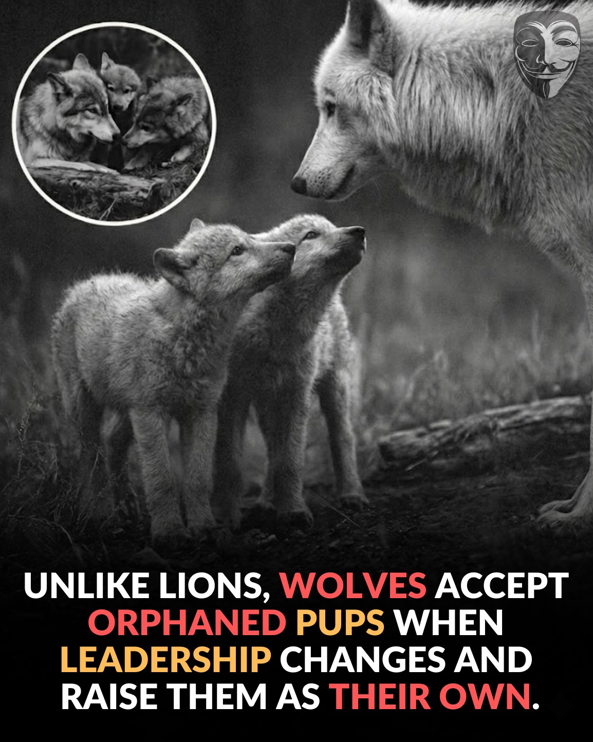 Anonymous - Wolves, unlike lions, will take in pups during leadership ...
