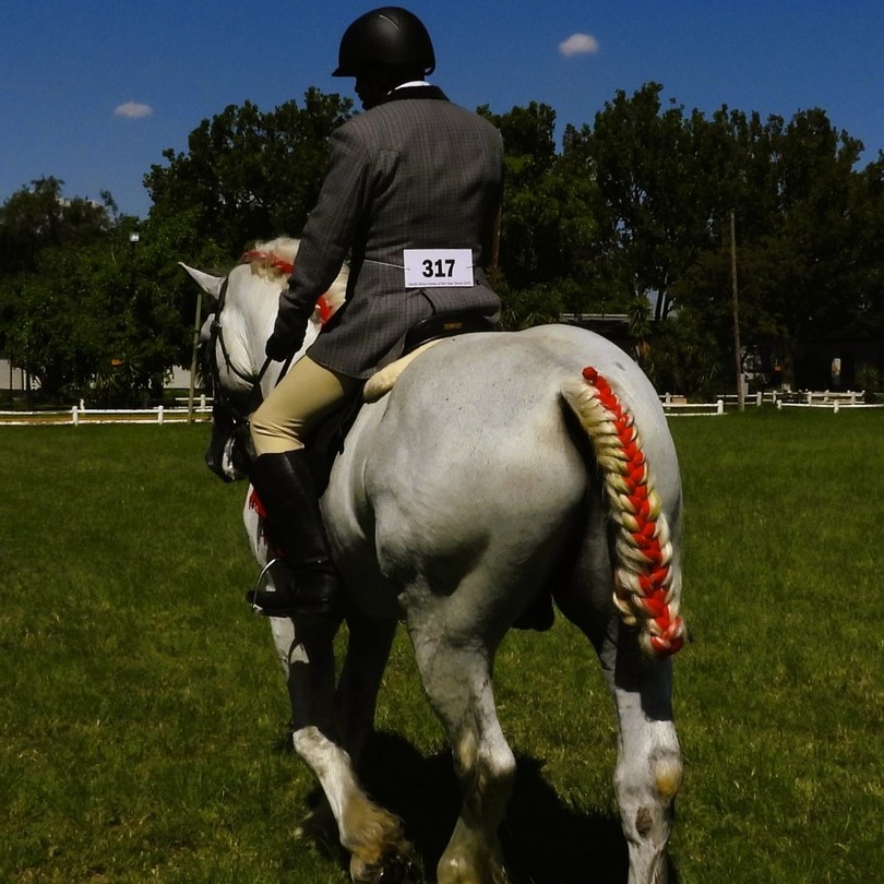 Percheron - Riding Classes for Percherons at Shows - Tips! Did you know ...
