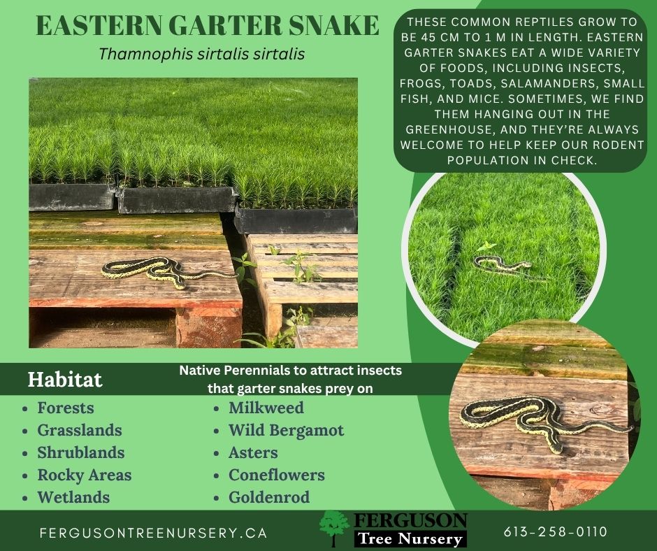 Ferguson - 🌿 Wildlife Wednesday: Eastern Garter Snake! This sleek and ...
