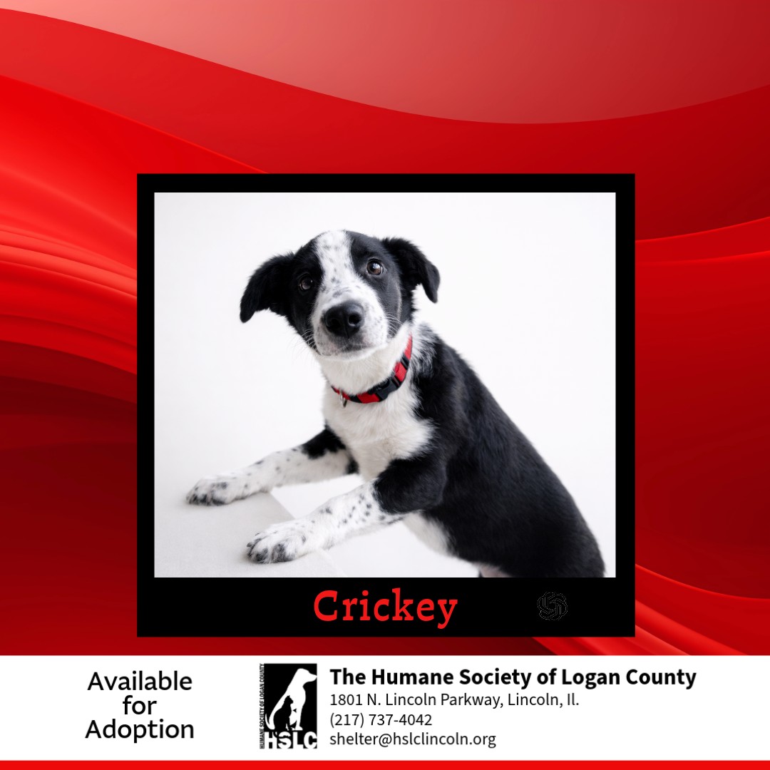 ️🐾Meet Crickey... - Humane Society of Logan County, Illinois | Facebook