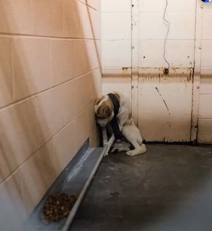 Rottweiler - This neglected dog was so scared that he sat with his head ...