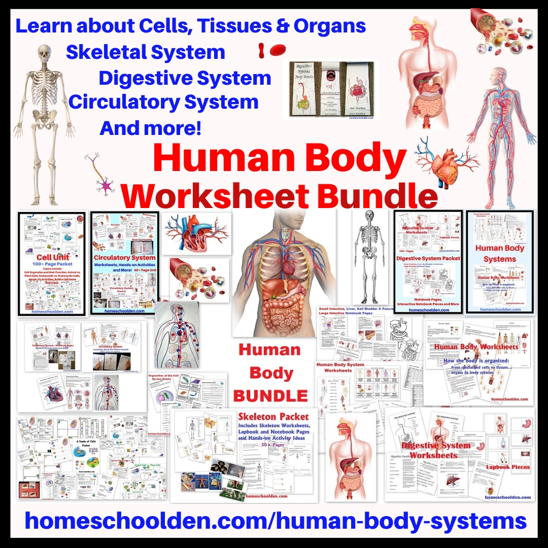 Human Body Systems Each year our... - The Homeschool Den | Facebook