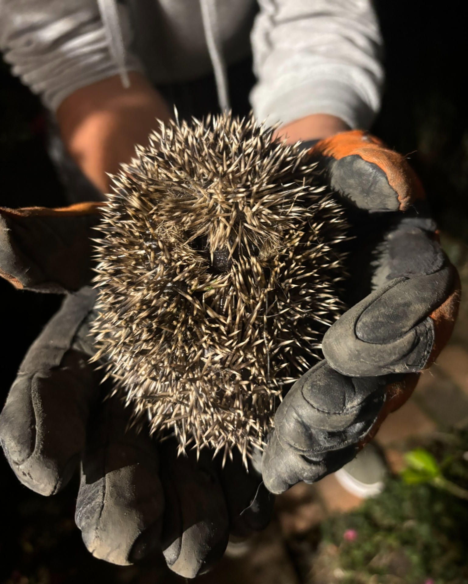 Kent - 🦔 Hedgehogs are still hibernating in January and often make ...