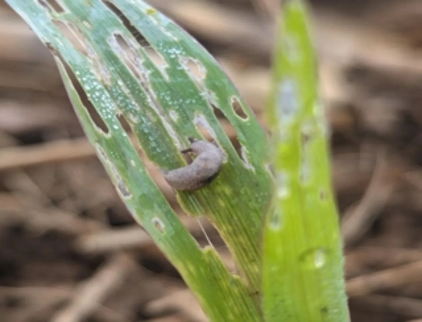🐌🌾 Don’t let slugs steal your yield! 🌾🐌... - J Grennan & Sons | Facebook